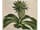 Detail images:  Satz von vier botanischen Stichen