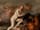 Detail images:  Flämischer Maler des 17. Jahrhunderts